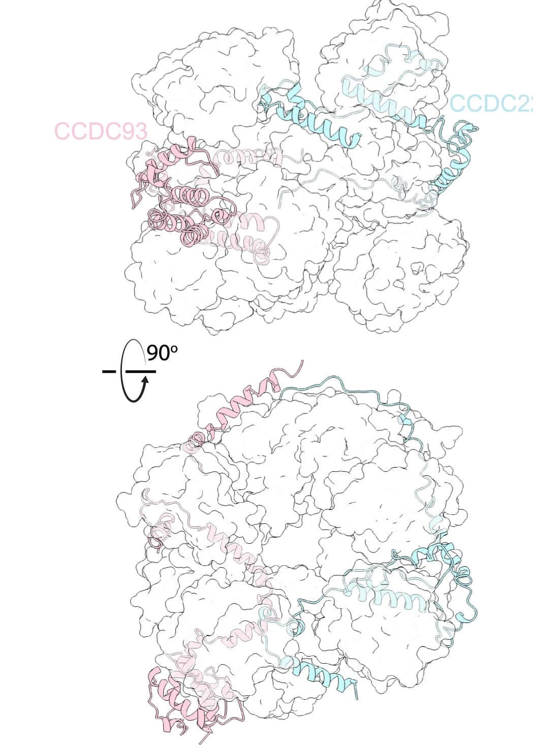 Open access visualization of Protein Structure, Interweaving, CCDC22, CCDC93, COMMD Ring