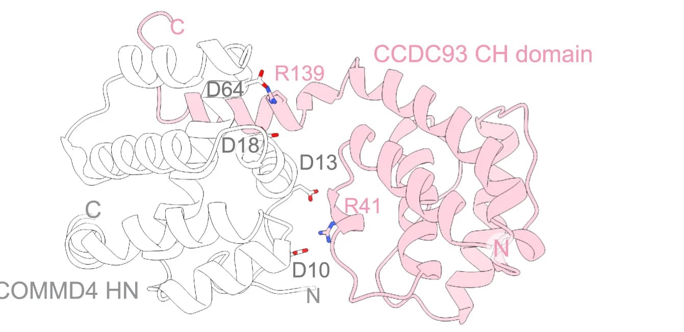 Open access visualization of Protein Structure, Interactions, CCDC93, CH Domain, COMMD Ring