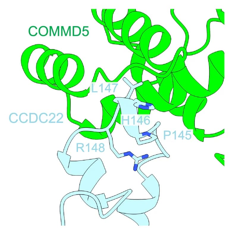 Open access visualization of Protein Structure, PxxR Sequences, CCDC22, Turn Structures, PHLR Motif