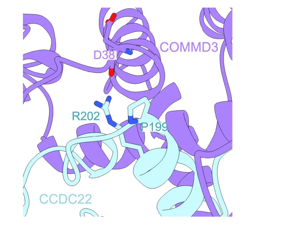Open access visualization of Protein Structure, PxxR Sequences, CCDC22, Turn Structures, PVGR Motif