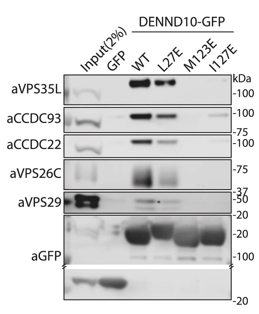 Open access visualization of Gel, GFP-nanotrap, GFP-DENND10, CCDC22, CCDC93
