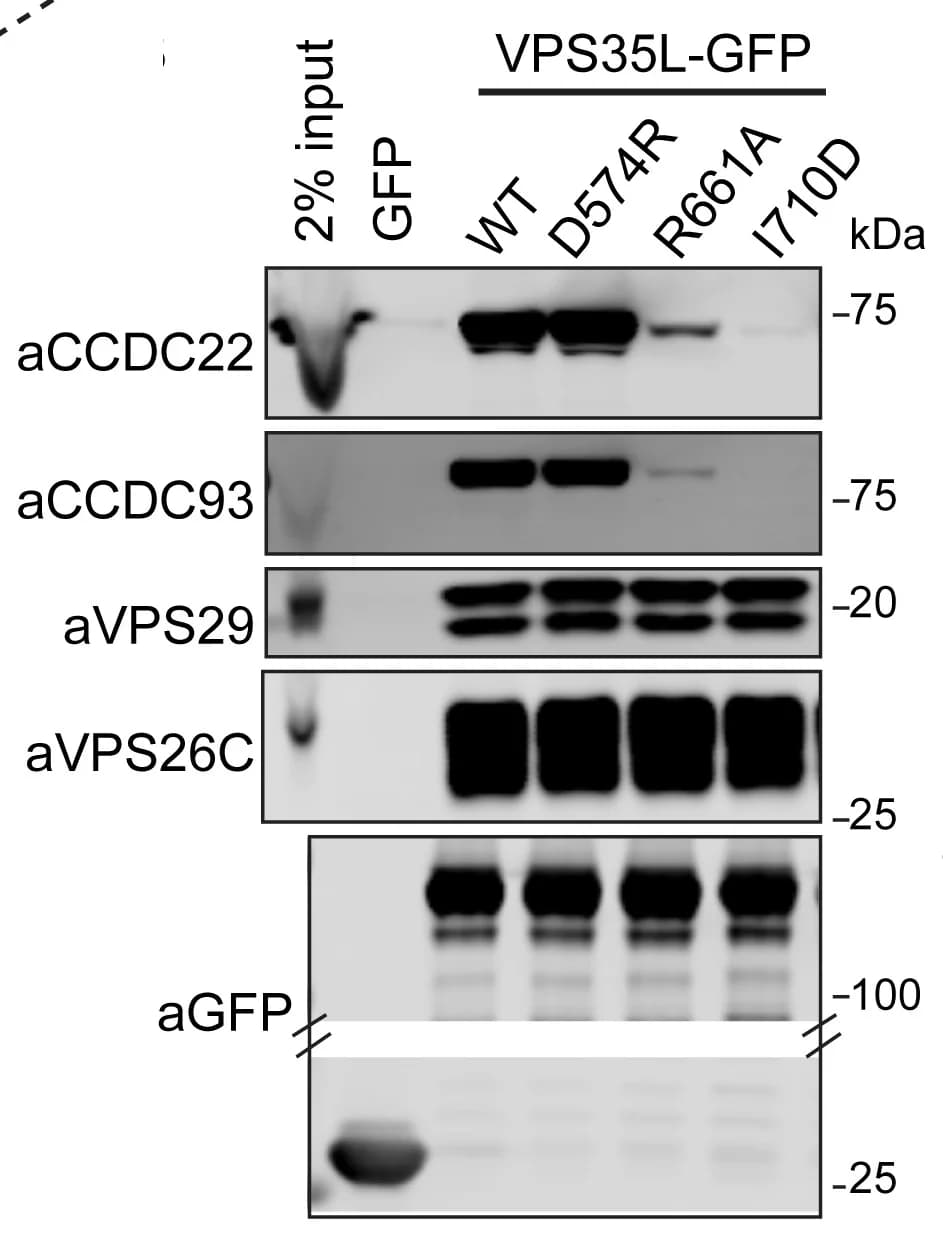 Open access visualization of Gel, GFP-nanotrap, GFP-VPS35L, Wild type, Mutants
