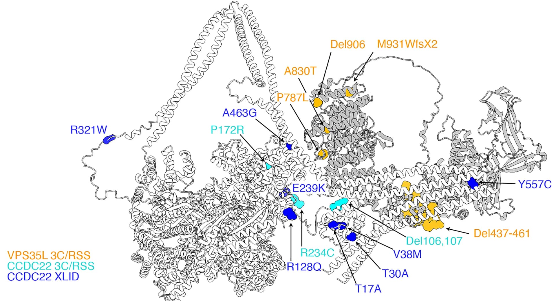 Open access visualization of Protein Structure, VPS35L, CCDC22, XLID, RSS