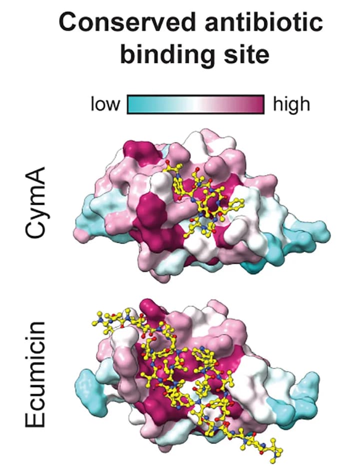 Open access visualization of Protein Structure, Chemical Structure, ClpC1, Antibacterial Compounds, Hydrophobic Pocket