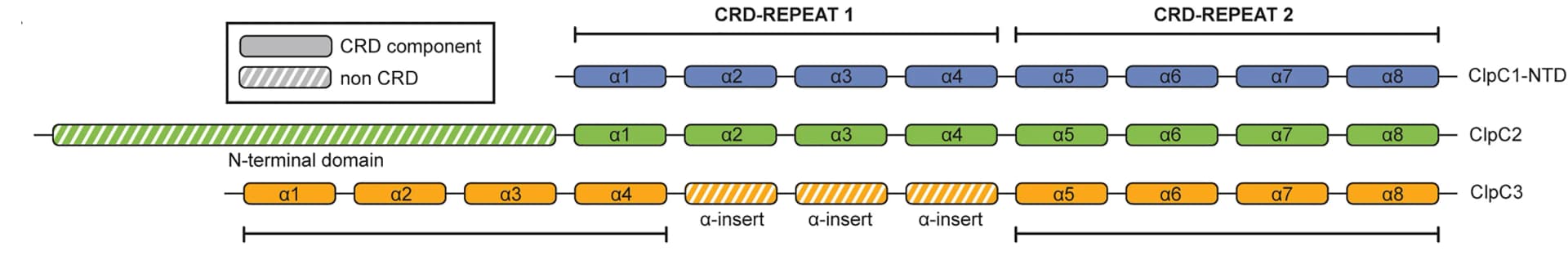Open access visualization of Illustration, ClpC1NTD, ClpC2, ClpC3, Clp Repeat Domain