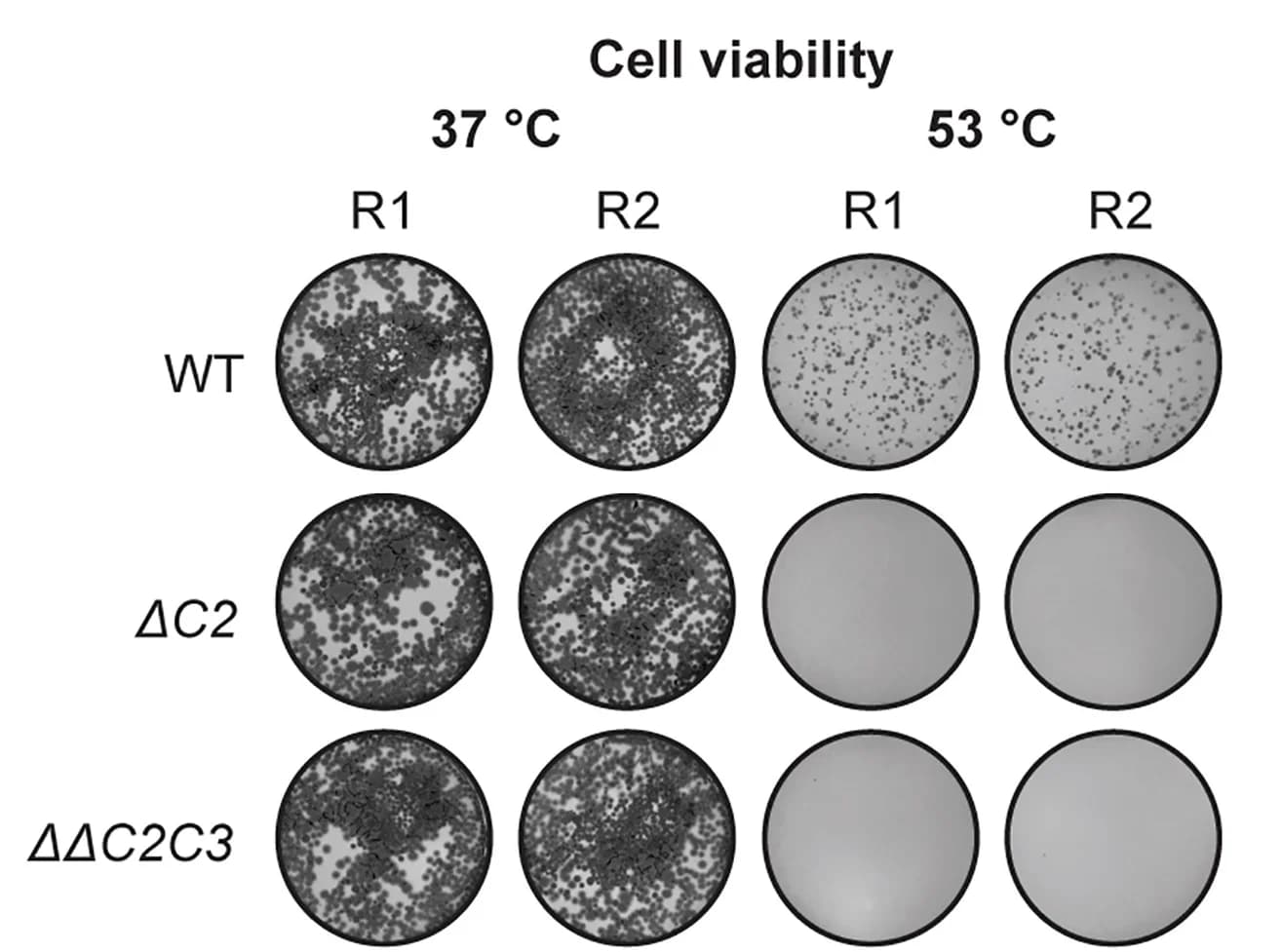 Open access visualization of Microscopy, Cell Viability Assay, MsmWT, Mutants, Heat Shock