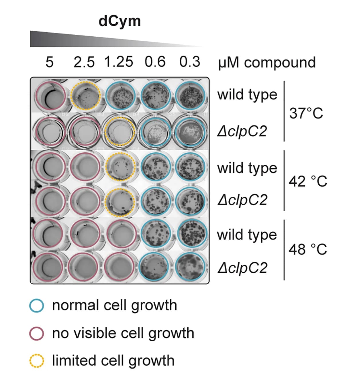 Open access visualization of Microscopy, Checkerboard Assay, dCym, Heat Shock, Msm Wild Type