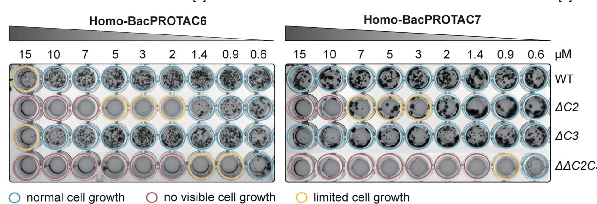 Open access visualization of Gel, MIC Assays, HBP6, HBP7, Msm Mutants