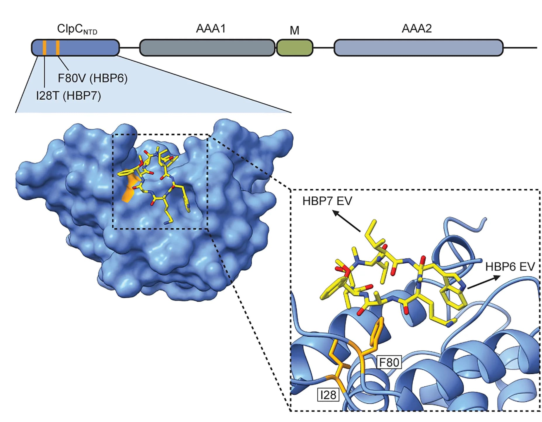 Open access visualization of Protein Structure, Illustration, Resistance Mutations, HBP6, F80V