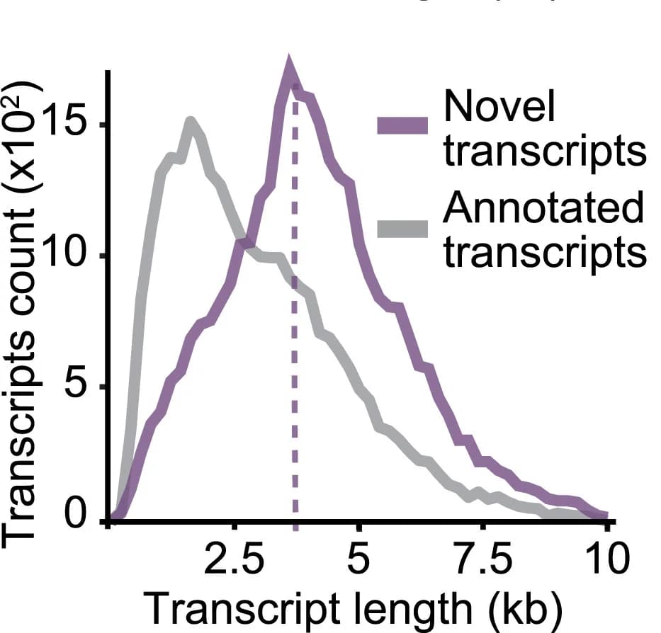 Open access visualization of Line Plot, Density Plot, Transcript Length, Novel Isoforms, Annotated Isoforms