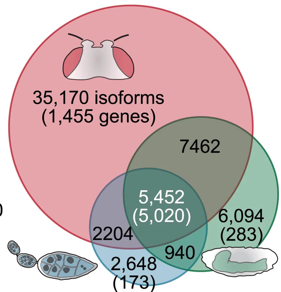 Open access visualization of Venn Diagram, Transcript Isoforms, Genes, CIA Dataset