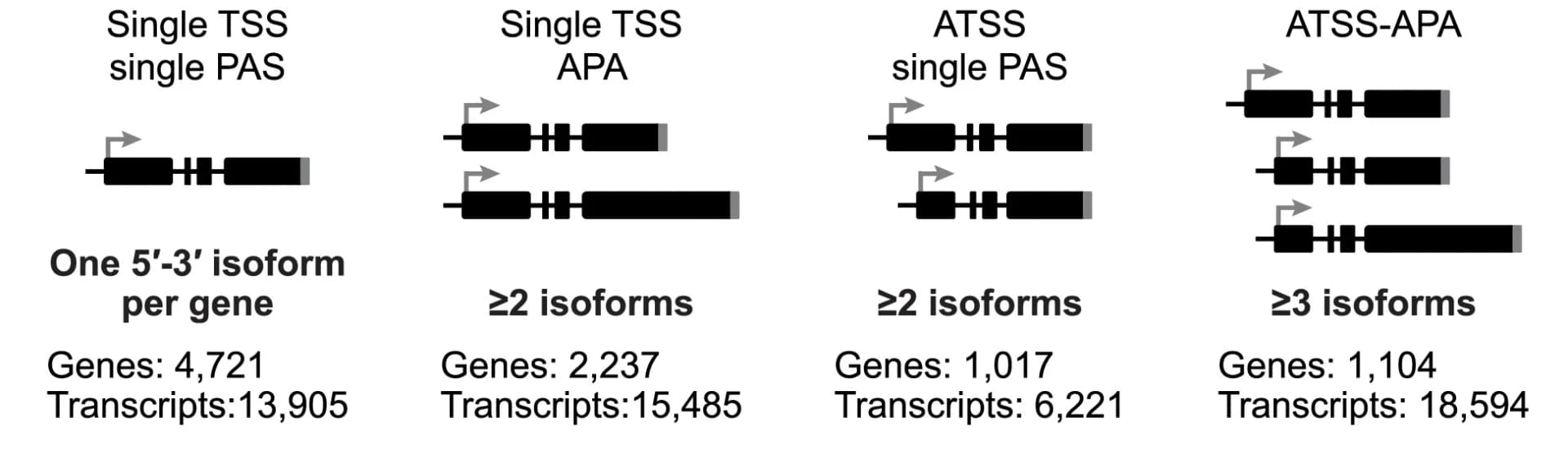 Open access visualization of Illustration, TSS, PAS, CIA isoforms, ATSS genes