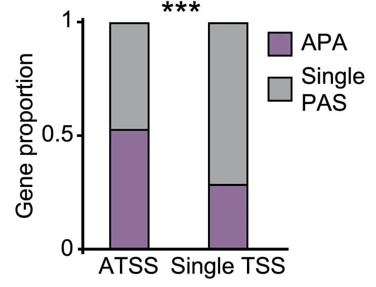 Open access visualization of Stacked Bar Plot, APA genes, TSS categories, Statistical significance