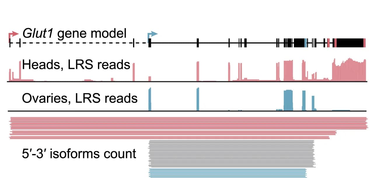 Open access visualization of Bar Plot, Histogram, Glut1, Genomic alignment, Long reads
