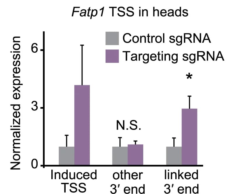 Open access visualization of Clustered, Error Bars, Bar Plot, RT-qPCR, Transcript regions