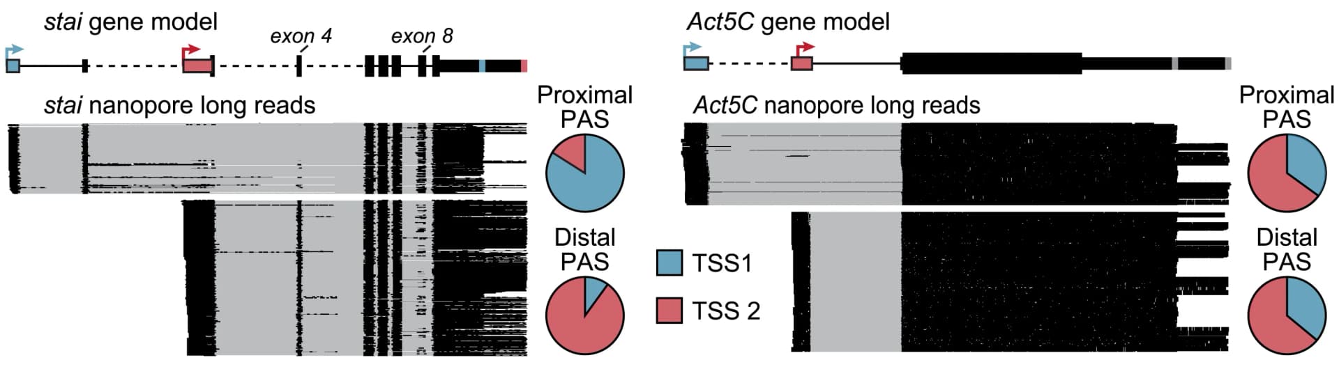 Open access visualization of Pie Chart, ATSS Genes, Promoter Dominance, TSS Bias, Nanopore Reads