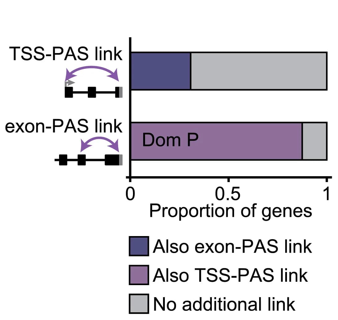 Open access visualization of Stacked Bar Plot, ATSS-APA Genes, TSS-PAS Links, Exon-PAS Links