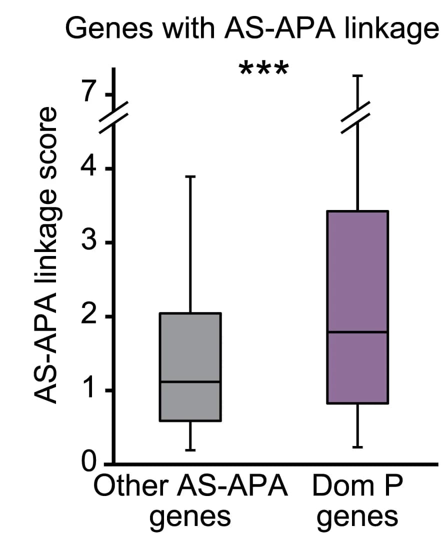 Open access visualization of Box Plot, AS-APA Links, Promoter Dominance, Linkage Score, LASER Analysis