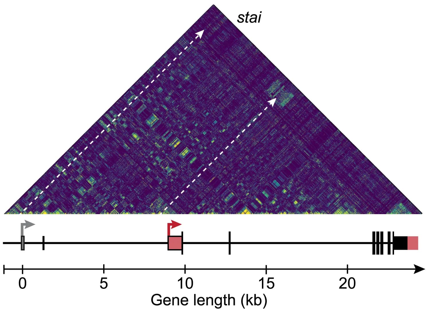 Open access visualization of Heatmap, Co-evolved nucleotides, Genomic regions, Normalized mutual information, Co-evolution score