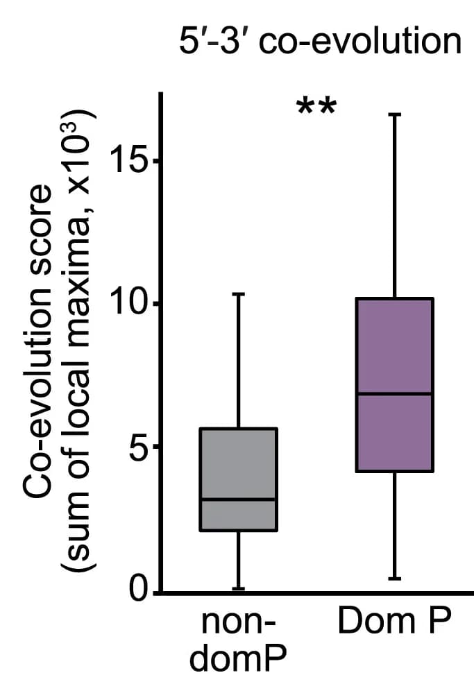 Open access visualization of Box Plot, Co-evolution score, Dominant Promoters, Non-dominant promoters, TSS