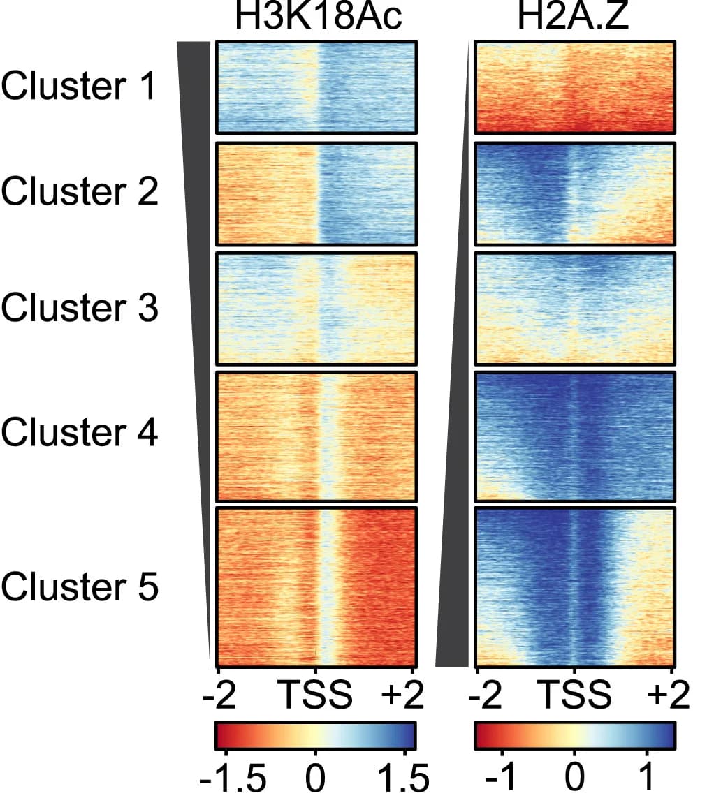 Open access visualization of Heatmap, Clustered, ChIP-seq, Histone Variant H2A.Z, Histone Mark H3K18Ac