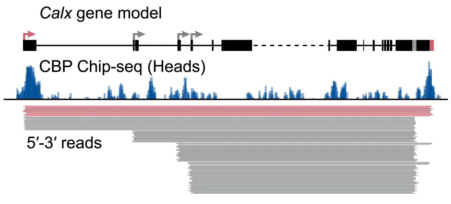 Open access visualization of Bar Plot, Histogram, Illustration, CBP, ChIP-seq