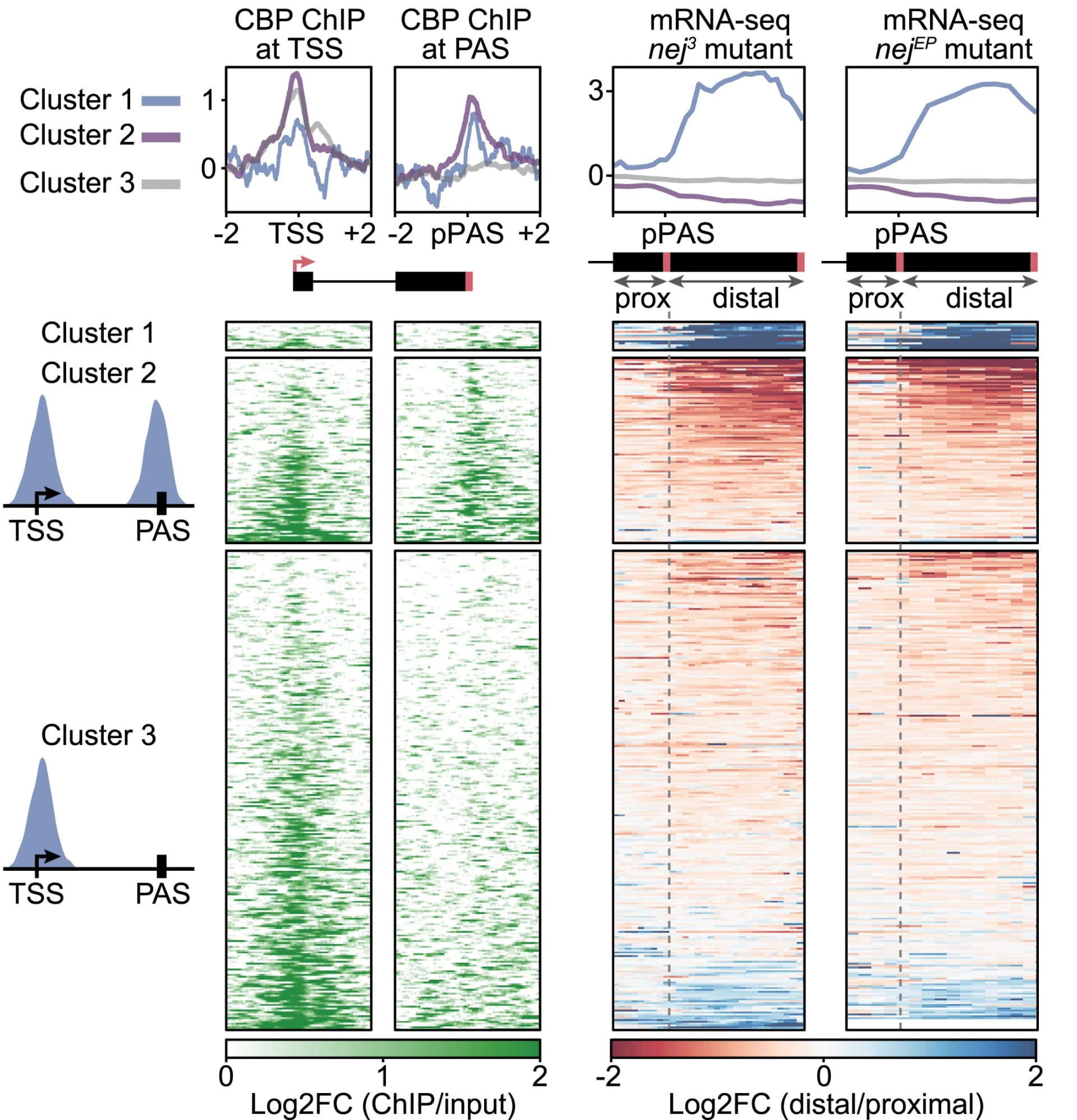 Open access visualization of Line Plot, Heatmap, CBP, ChIP-seq, TSS