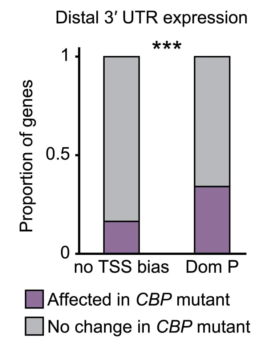 Open access visualization of Stacked Bar Plot, ATSS-APA Genes, Dominant Promoters, 3' End Selection, CBP Mutants