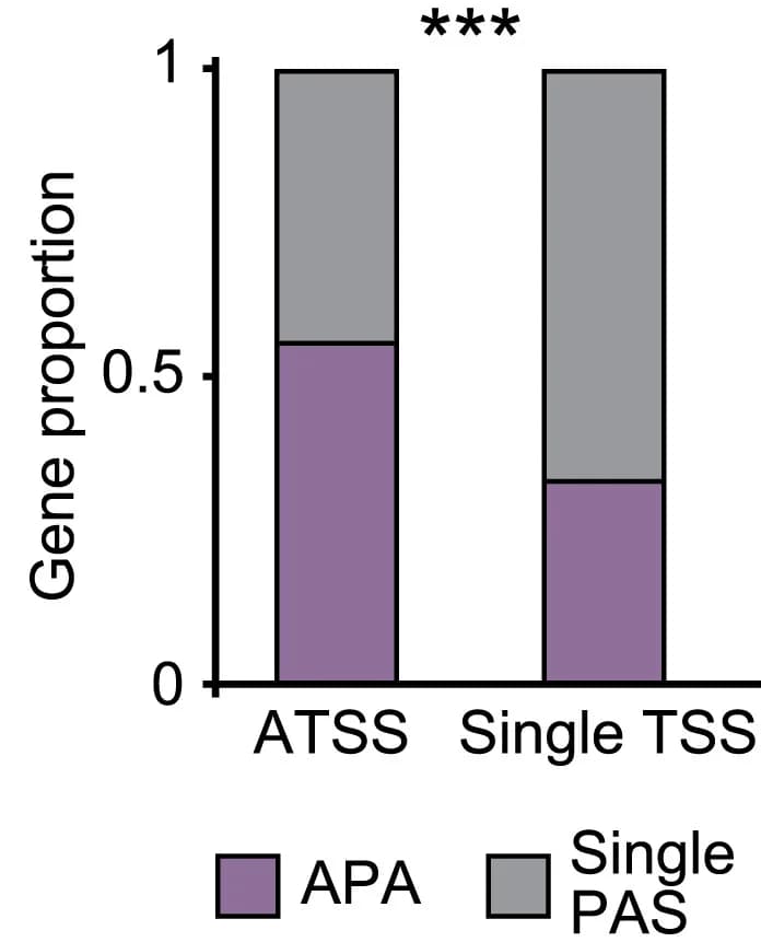 Open access visualization of Stacked Bar Plot, Genes, APA, TSS category, Fisher’s exact test