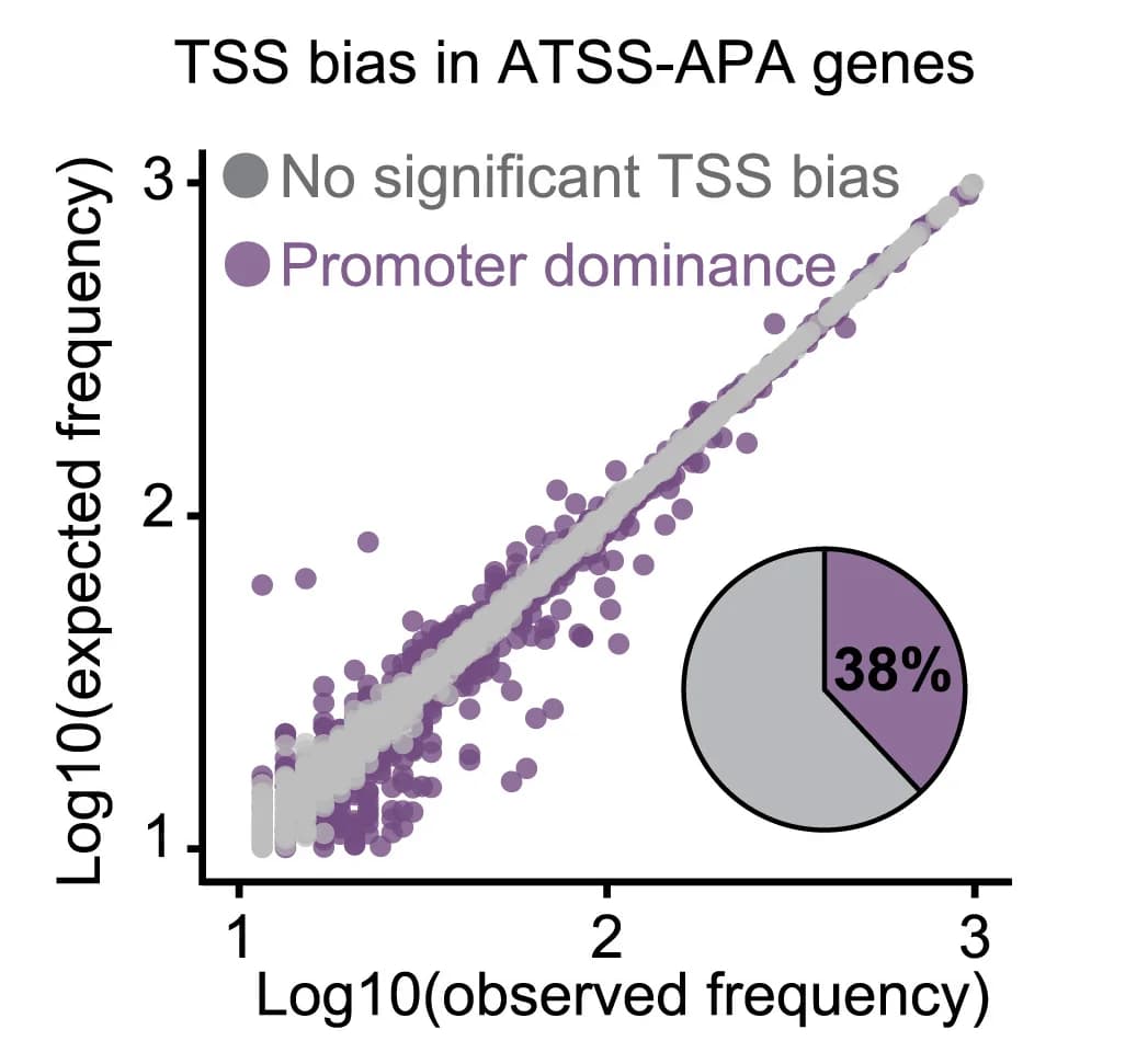 Open access visualization of Scatter Plot, Pie Chart, TSS biases, Human brain organoids, ATSS-APA genes