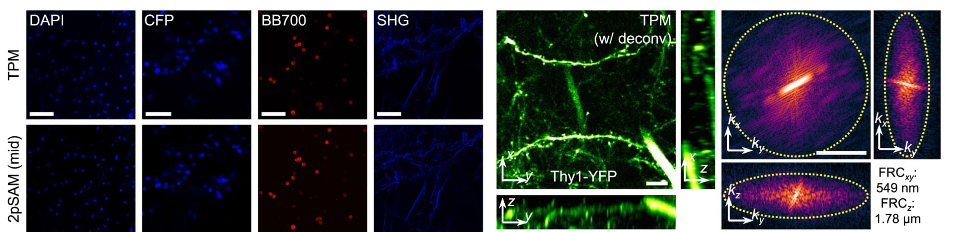 Open access visualization of Microscopy, TPM, 2pSAM, DAPI, CFP