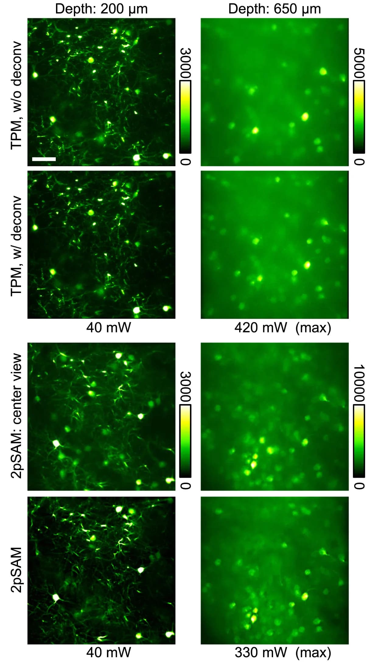 Open access visualization of Microscopy, Standard Deviation, GCaMP7b, Cortex, TPM