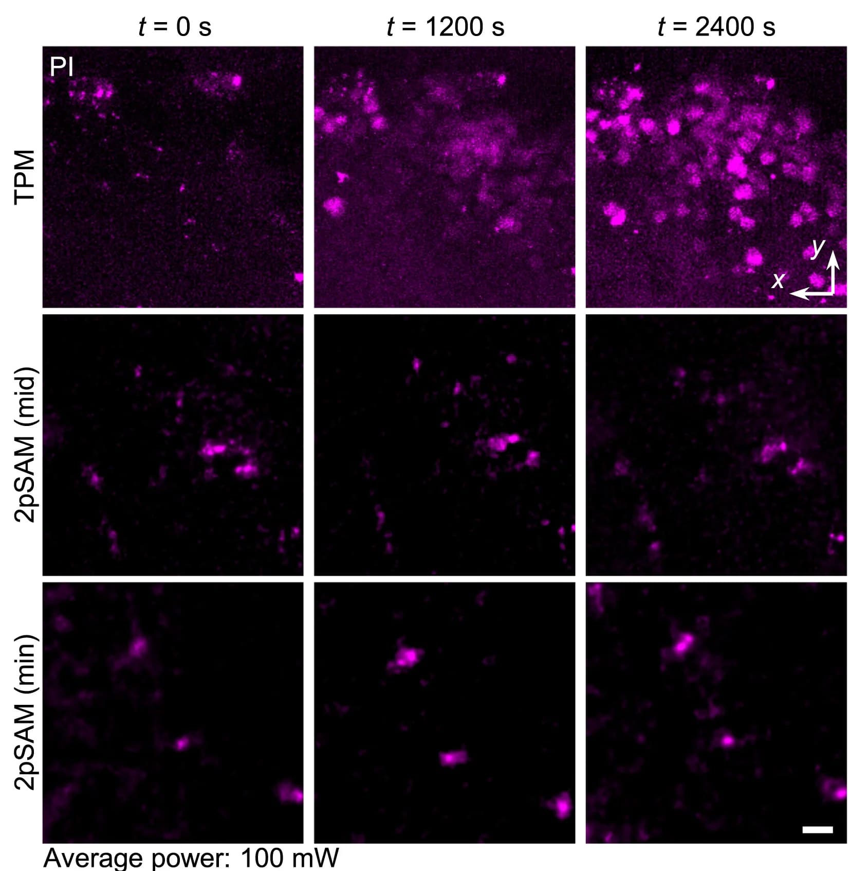 Open access visualization of Microscopy, Long-term Imaging, TPM, 2pSAM, Cell Death