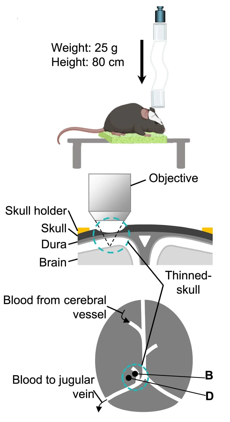 Open access visualization of Illustration, Workflow, TBI Imaging Model, Mice Cortex, Anatomical Sites