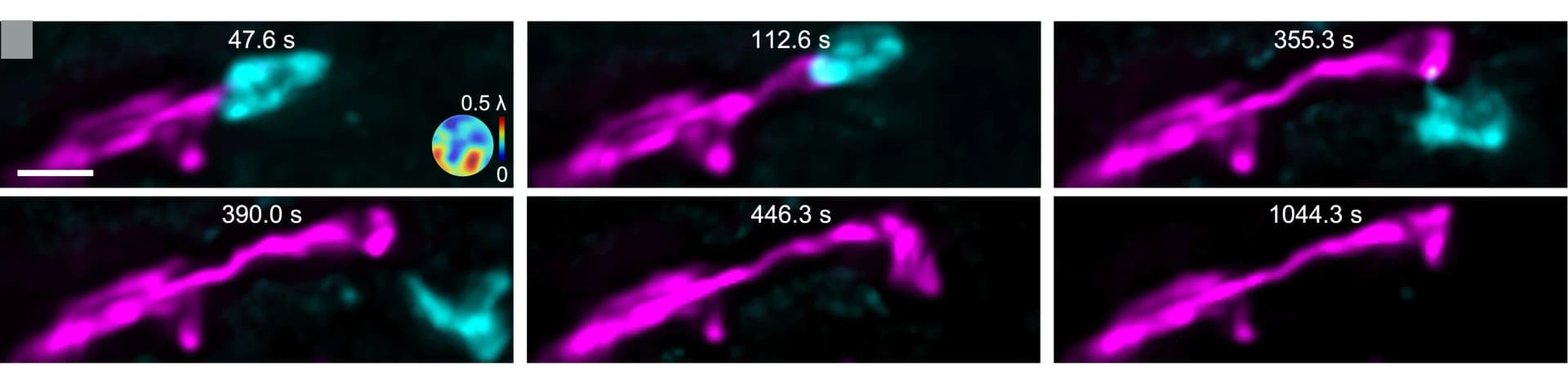 Open access visualization of Microscopy, Neutrophil, Microglia, TBI
