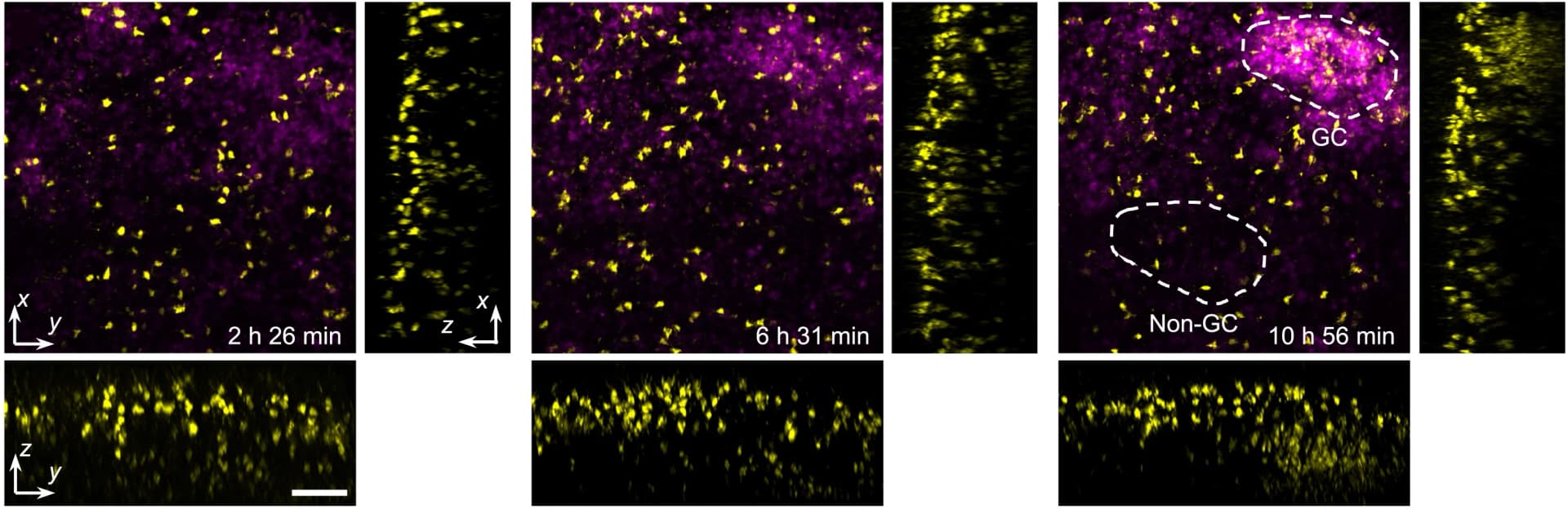 Open access visualization of Microscopy, GC Formation, Lymph Node, B Cells, Cell Tracking