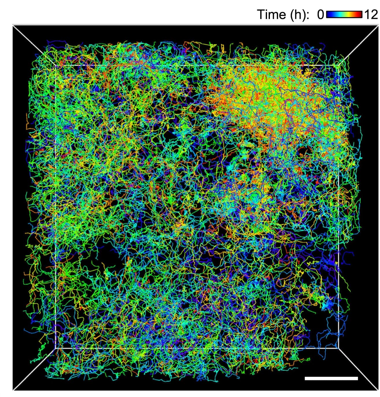 Open access visualization of 3D Plot, Cell Tracking, 3D Visualization