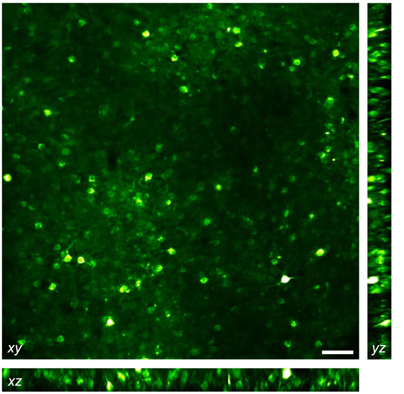 Open access visualization of Microscopy, MIP, Standard Deviations, 2pSAM, V1 Cortex