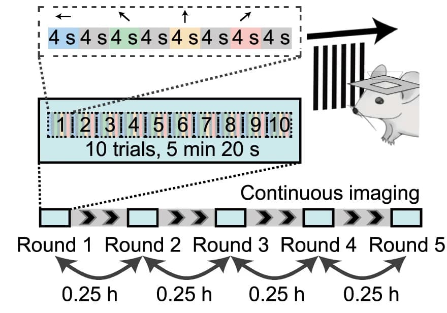 Open access visualization of Workflow, Illustration, Visual Stimulus, Schematic