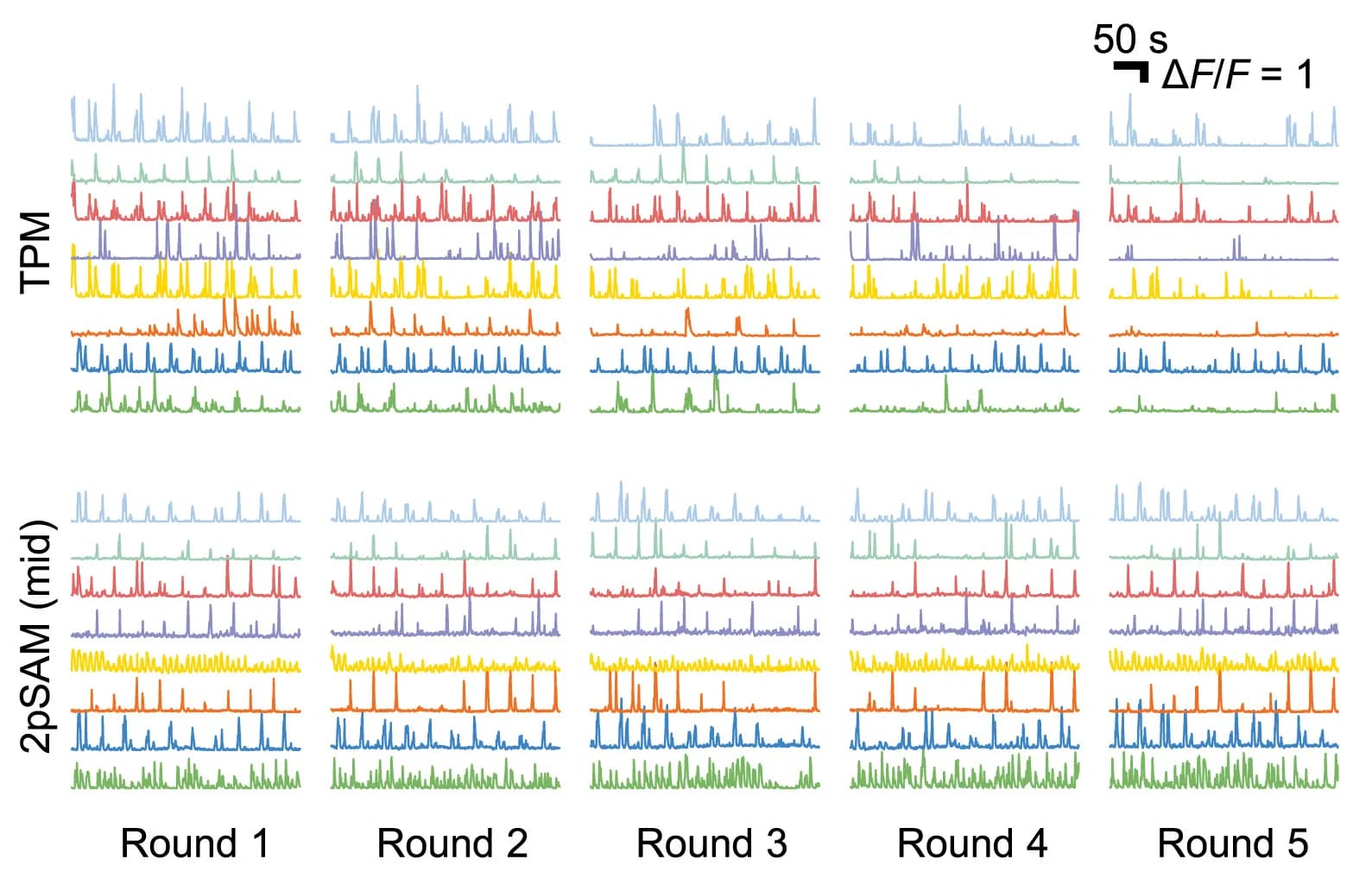 Open access visualization of Line Plot, Traces, TPM, 2pSAM