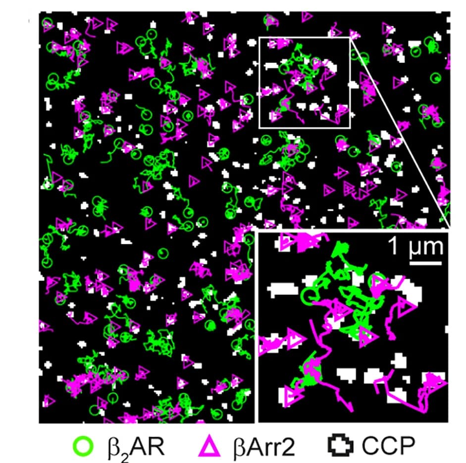 Open access visualization of Microscopy, Single Molecule