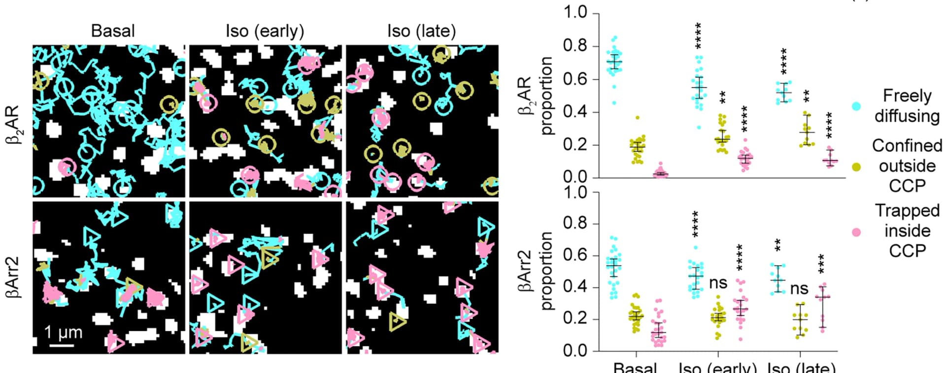 Open access visualization of Scatter Plot, Error Bars, Diffusivity, Beta2AR, BetaArr2