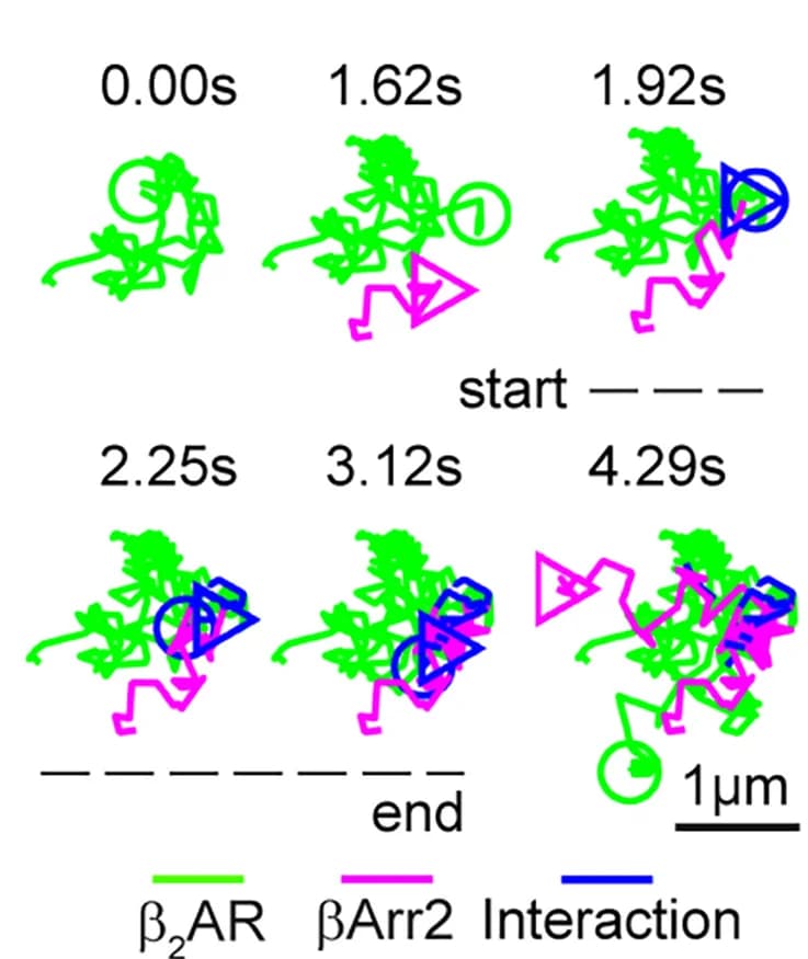 Open access visualization of Line Plot, Single Molecule, Co-localization, Beta2AR, BetaArr2