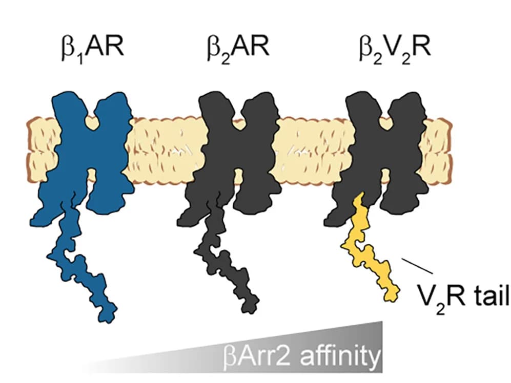 Open access visualization of Illustration, Receptors