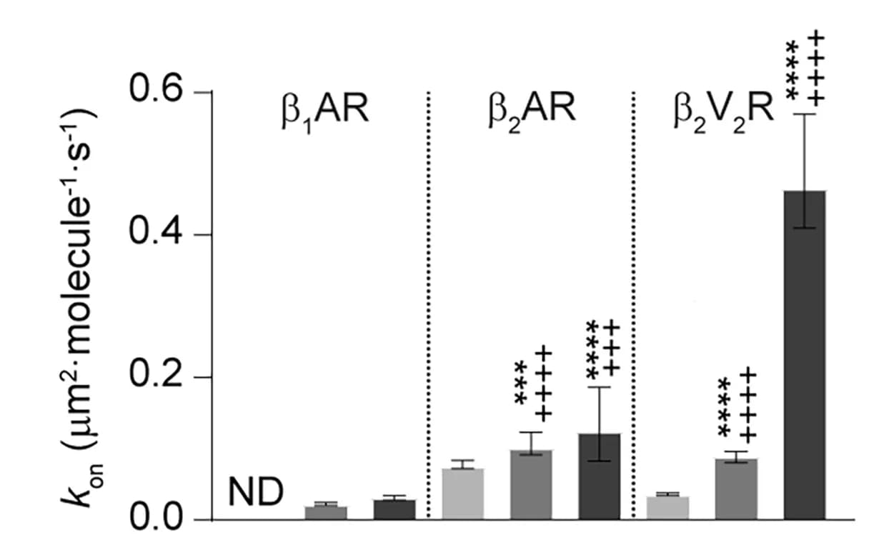 Open access visualization of Bar Plot, Error Bars, kon values, beta1AR, beta2AR