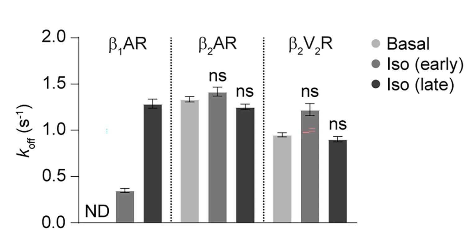 Open access visualization of Bar Plot, Error Bars, koff values, beta1AR, beta2AR