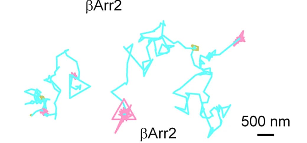 Open access visualization of Line Plot, βArr2 Molecules, CCP, Lateral Diffusion