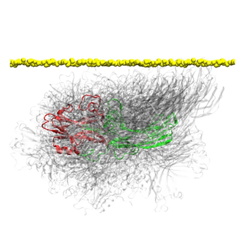Open access visualization of Protein Structure, Chemical Structure, betaArr2, Conformations, MD Simulations