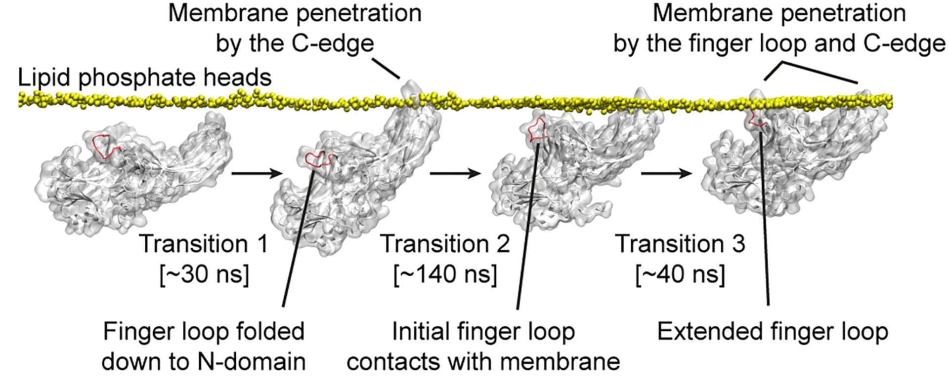 Open access visualization of Workflow, Molecular Dynamics, MD Simulations, betaArr2, Lipid Bilayer
