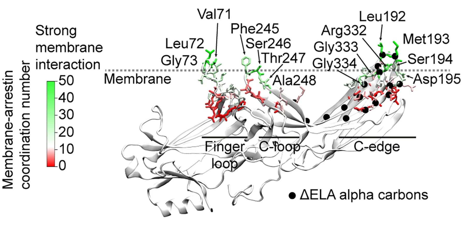 Open access visualization of Protein Structure, MD Simulations, Membrane-bound betaArr2, Lipid Coordination Numbers, Residues
